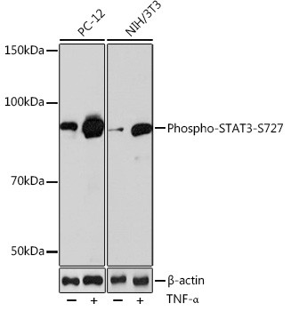 Phospho-STAT3 (Ser727) Antibody in Western Blot (WB)