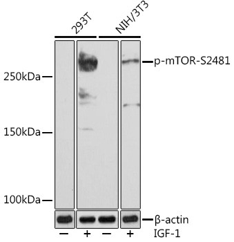 Phospho-mTOR (Ser2481) Antibody in Western Blot (WB)