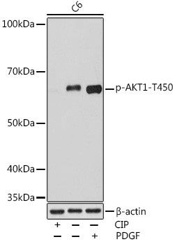 Phospho-AKT1 (Thr450) Antibody in Western Blot (WB)