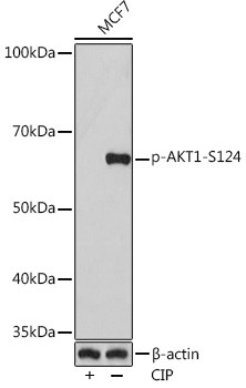 Phospho-AKT1 (Ser124) Antibody in Western Blot (WB)