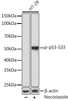 Phospho-p53 (Ser33) Antibody in Western Blot (WB)