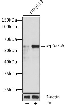 Phospho-p53 (Ser9) Antibody in Western Blot (WB)