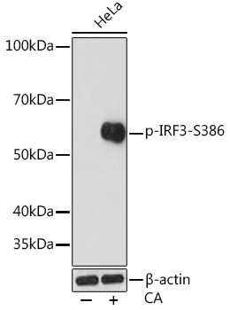 Phospho-IRF3 (Ser386) Antibody in Western Blot (WB)