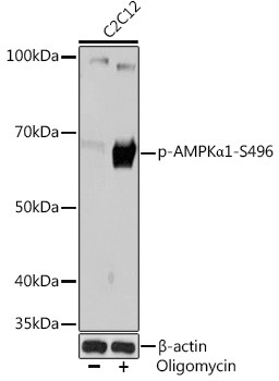 Phospho-AMPK alpha-1 (Ser496) Antibody in Western Blot (WB)