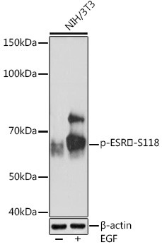 Phospho-Estrogen Receptor alpha (Ser118) Antibody in Western Blot (WB)