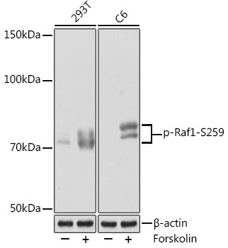 Phospho-c-Raf (Ser259) Antibody in Western Blot (WB)