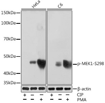 Phospho-MEK1 (Ser298) Antibody in Western Blot (WB)