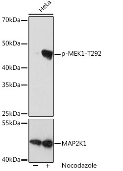 Phospho-MEK1 (Thr292) Antibody in Western Blot (WB)