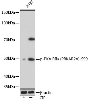 Phospho-PRKAR2A (Ser99) Antibody in Western Blot (WB)