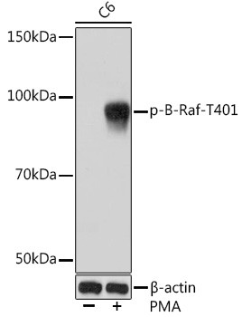Phospho-BRAF35 (Thr401) Antibody in Western Blot (WB)