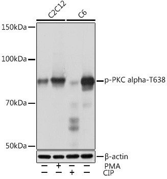 Phospho-PKC alpha (Thr638) Antibody in Western Blot (WB)
