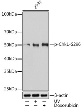 Phospho-Chk1 (Ser296) Antibody in Western Blot (WB)