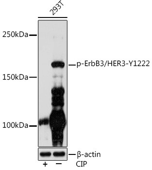Phospho-ErbB3 (Tyr1222) Antibody in Western Blot (WB)
