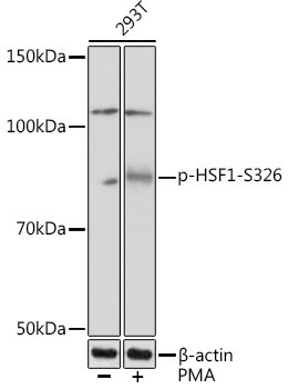 Phospho-HSF1 (Ser326) Antibody in Western Blot (WB)