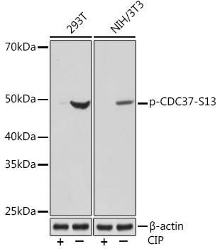 Phospho-Cdc37 (Ser13) Antibody in Western Blot (WB)