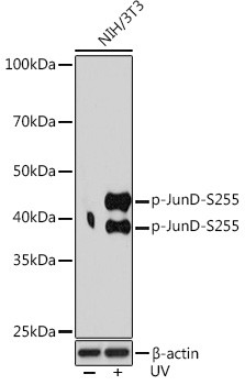 Phospho-JunD (Ser255) Antibody in Western Blot (WB)