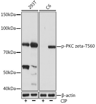 Phospho-PKC zeta (Thr560) Antibody in Western Blot (WB)