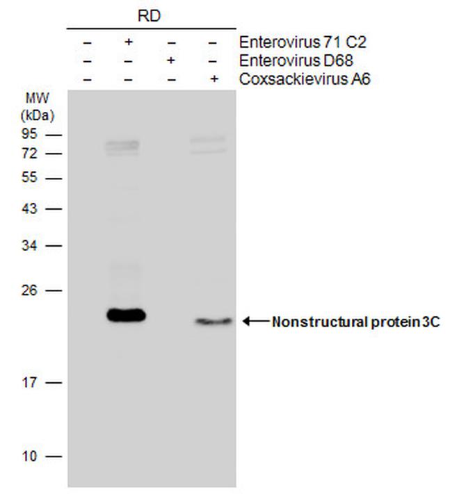 Enterovirus 71 3CD Antibody in Western Blot (WB)