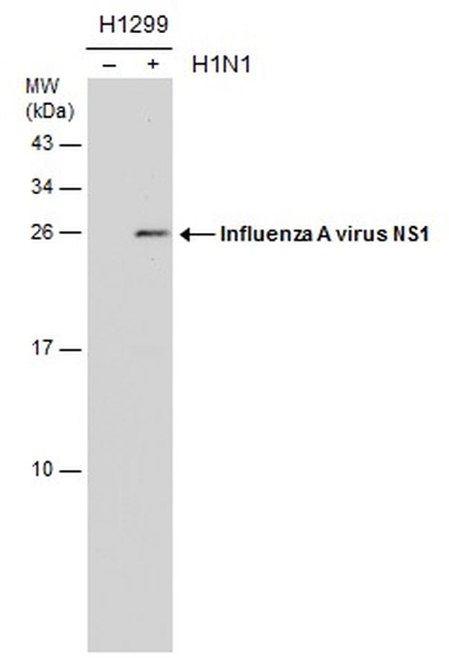 Influenza A H1N1 NS1 Antibody in Western Blot (WB)
