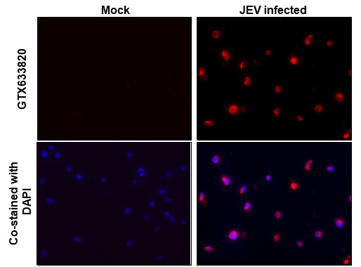 Japanese Encephalitis Virus NS1 Antibody in Immunocytochemistry (ICC/IF)