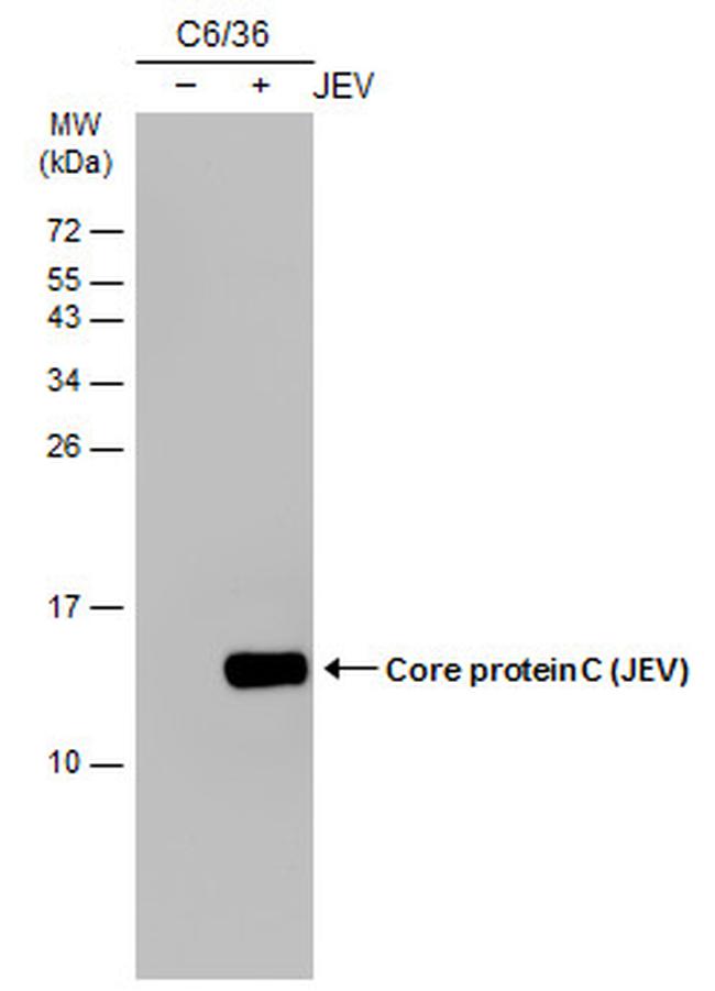 Japanese Encephalitis Virus Core Protein C Antibody in Western Blot (WB)