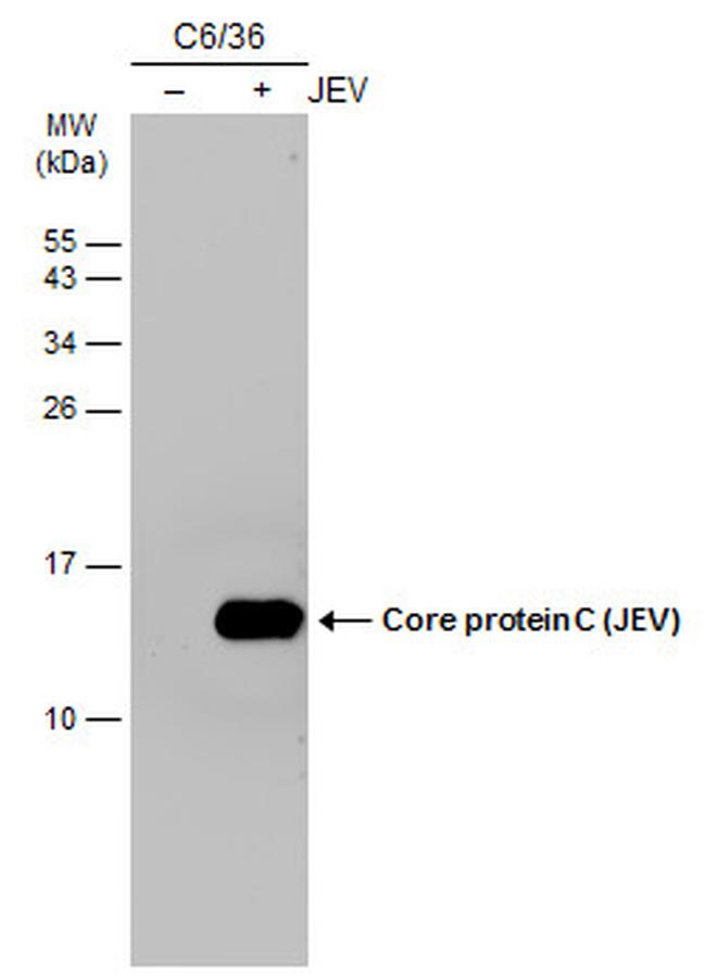 Japanese Encephalitis Virus Core Protein C Antibody in Western Blot (WB)