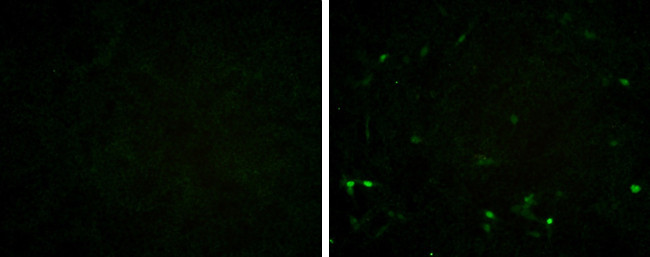 Porcine Circovirus Type 2 Capsid Antibody in Immunocytochemistry (ICC/IF)