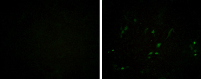 Porcine Circovirus Type 2 Capsid Antibody in Immunocytochemistry (ICC/IF)