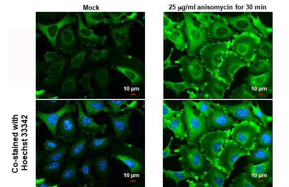 Phospho-HSP27 (Ser82) Antibody in Immunocytochemistry (ICC/IF)