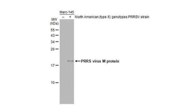 PRRS Virus M Protein Antibody in Western Blot (WB)