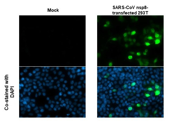 SARS-CoV/SARS-CoV-2 NSP8 Antibody in Immunocytochemistry (ICC/IF)