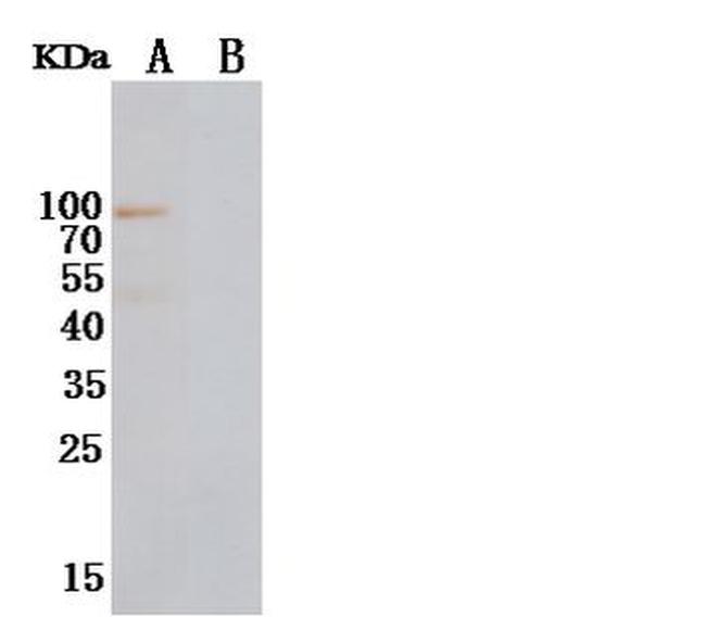 NRG1 Antibody in Western Blot (WB)