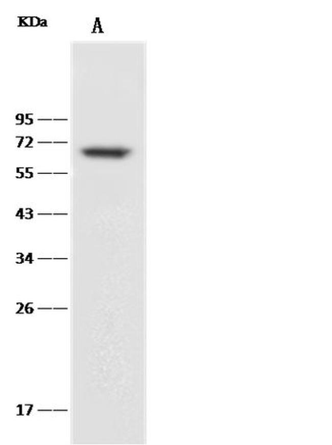 CD27 Antibody in Western Blot (WB)