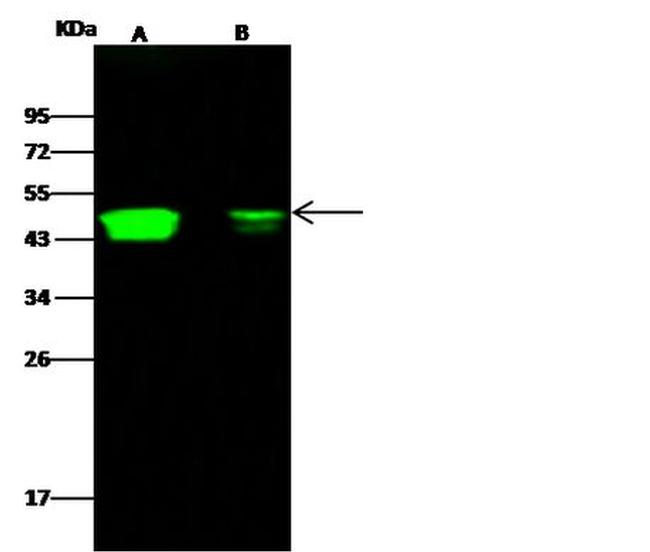 CCR1 Antibody in Western Blot (WB)