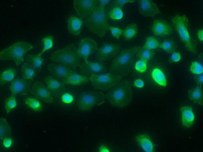 SPARCL1 Antibody in Immunocytochemistry (ICC/IF)