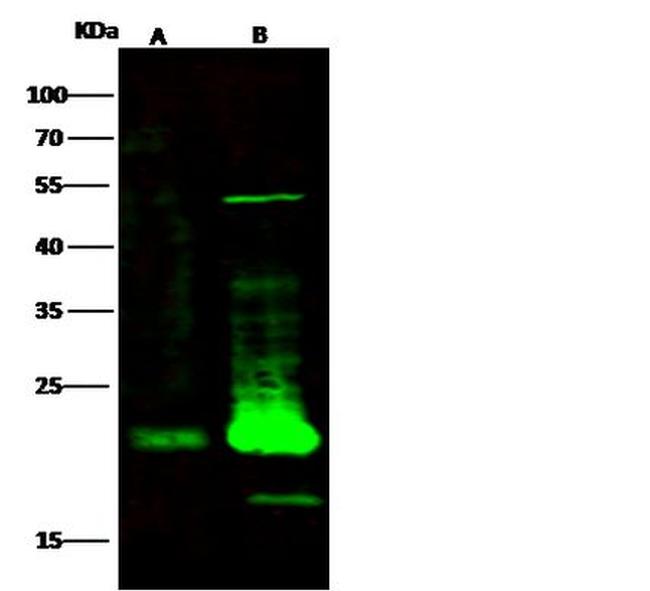 CD3e Antibody in Western Blot (WB)