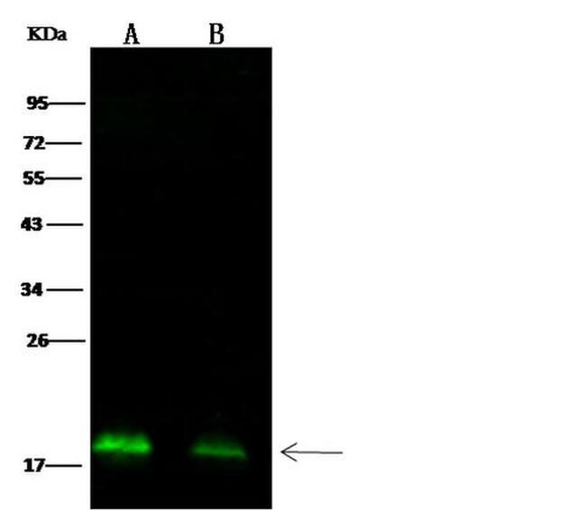 Ebola Virus NP (subtype Sudan, strain Gulu) Antibody in Western Blot (WB)