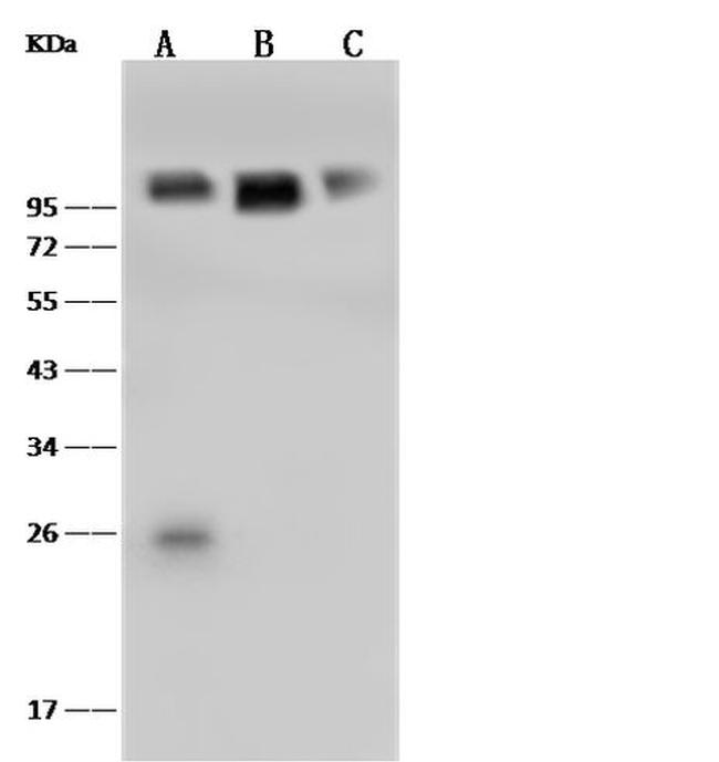 CD106 (VCAM-1) Antibody in Western Blot (WB)