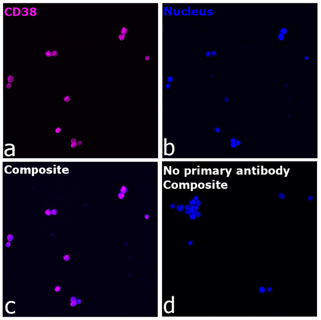 CD38 Antibody in Immunocytochemistry (ICC/IF)