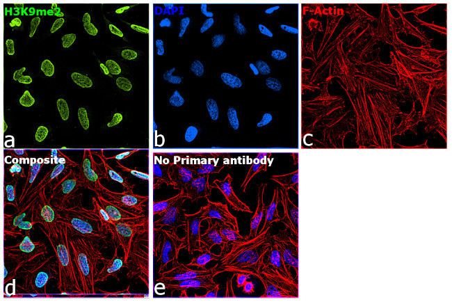H3K9me2 Antibody in Immunocytochemistry (ICC/IF)