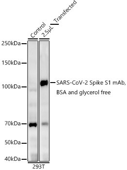 SARS-CoV-2 Spike Protein (S1/S2) Antibody in Western Blot (WB)