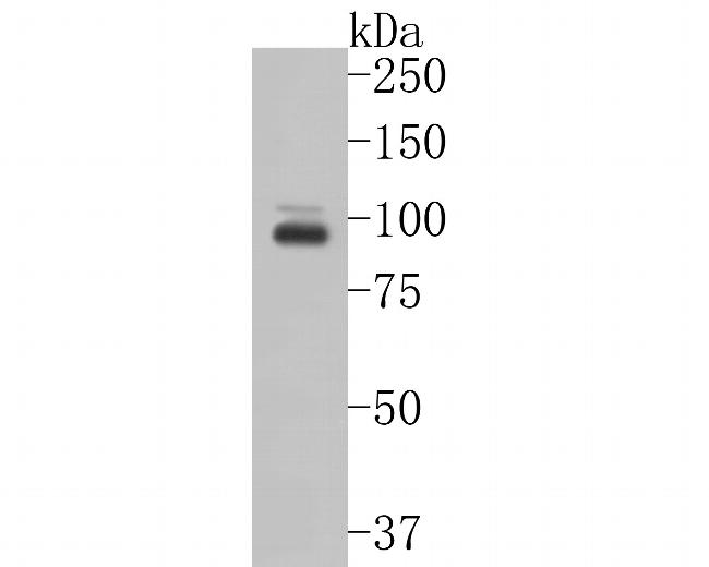 CLEC4F Antibody in Western Blot (WB)