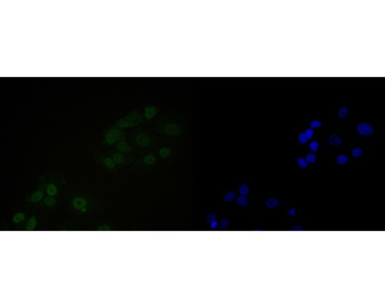 NuMA Antibody in Immunocytochemistry (ICC/IF)