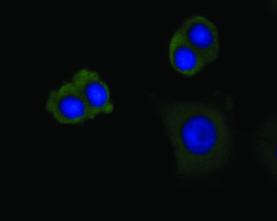 DAPK1 Antibody in Immunocytochemistry (ICC/IF)