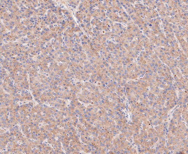 CLSTN1 Antibody in Immunohistochemistry (Paraffin) (IHC (P))