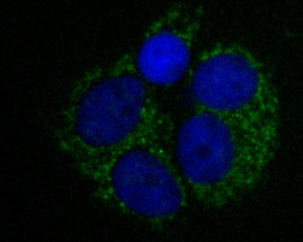 LDHD Antibody in Immunocytochemistry (ICC/IF)