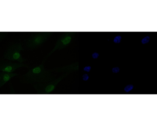 HMGN2 Antibody in Immunocytochemistry (ICC/IF)