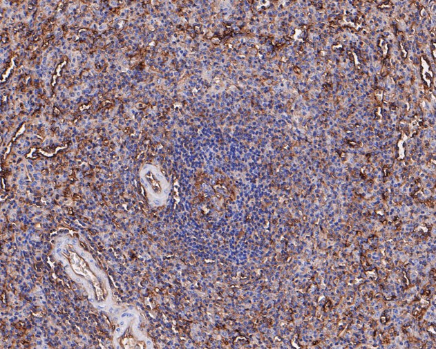 HLA-F Antibody in Immunohistochemistry (Paraffin) (IHC (P))
