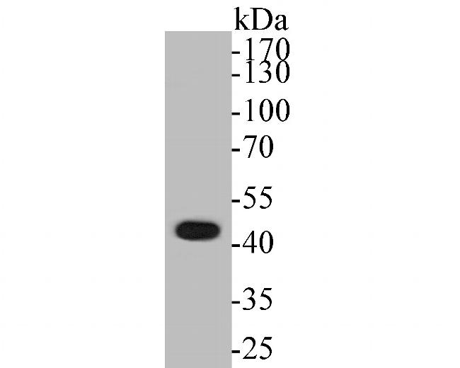 ABI2 Antibody in Western Blot (WB)