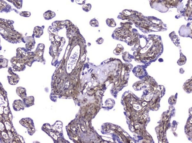 COL4A1 Antibody in Immunohistochemistry (Paraffin) (IHC (P))